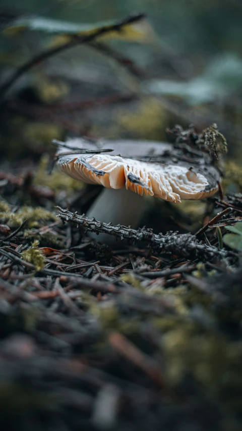 a mushroom in the middle of the forest