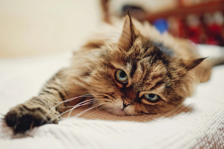 a cat laying on a bed with its eyes open