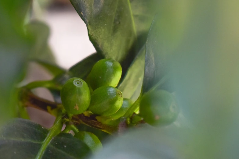 several green leaves growing on a plant outside