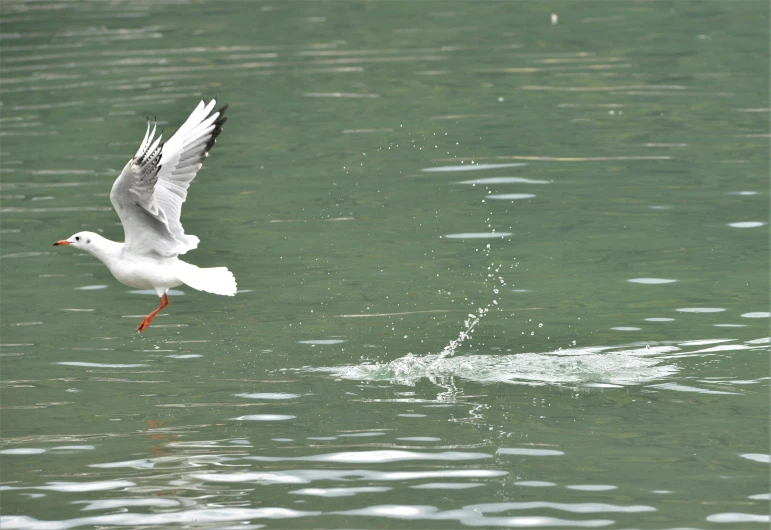 seagull flying over water with small white dots