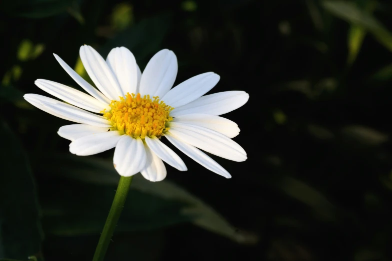 a white and yellow flower is pictured with green leaves