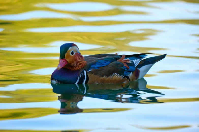 a duck floats in the water next to leaves