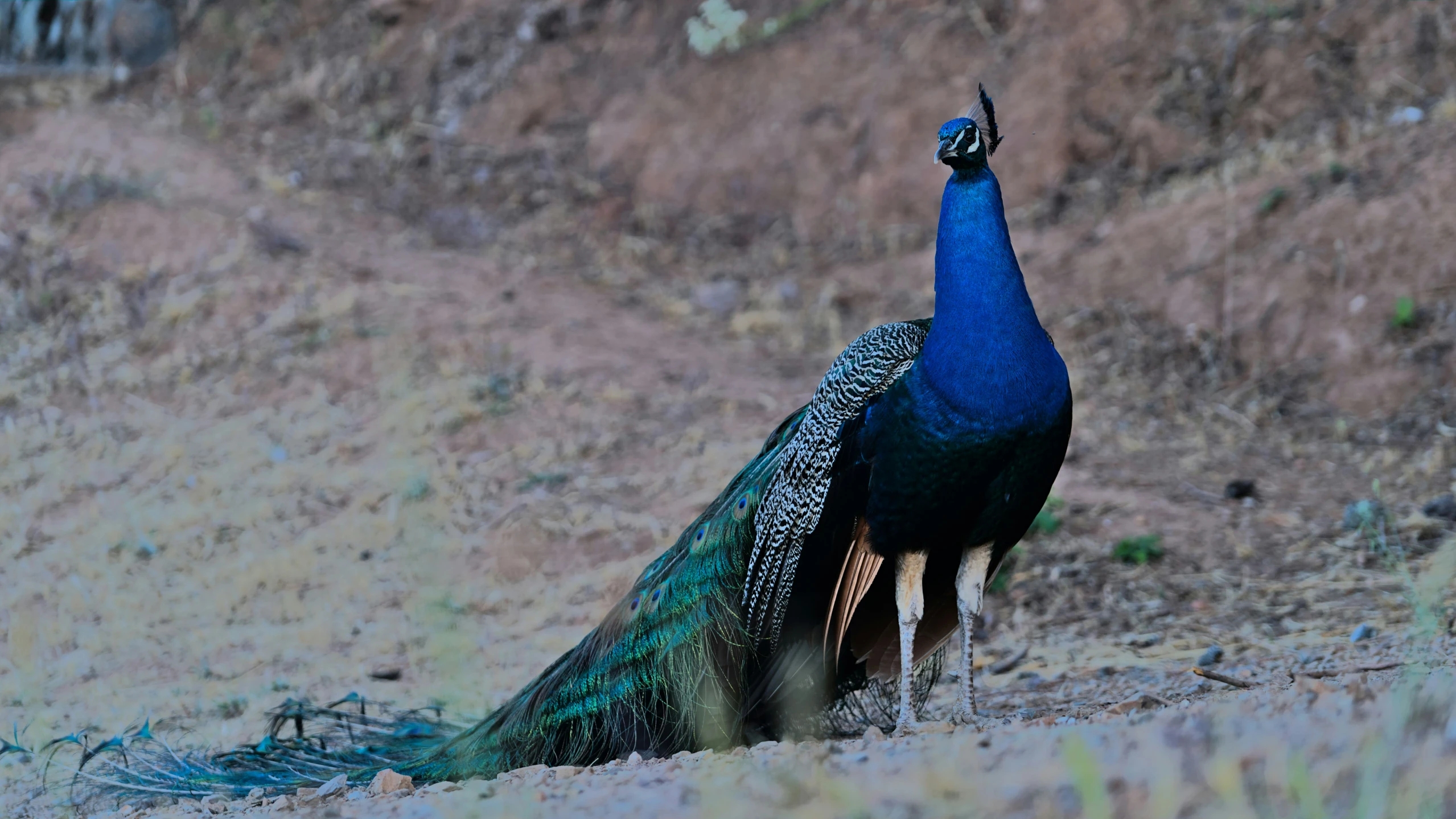 blue, black, and orange pea feather standing on a hill