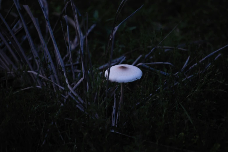 a white mushroom in grass and nches at night