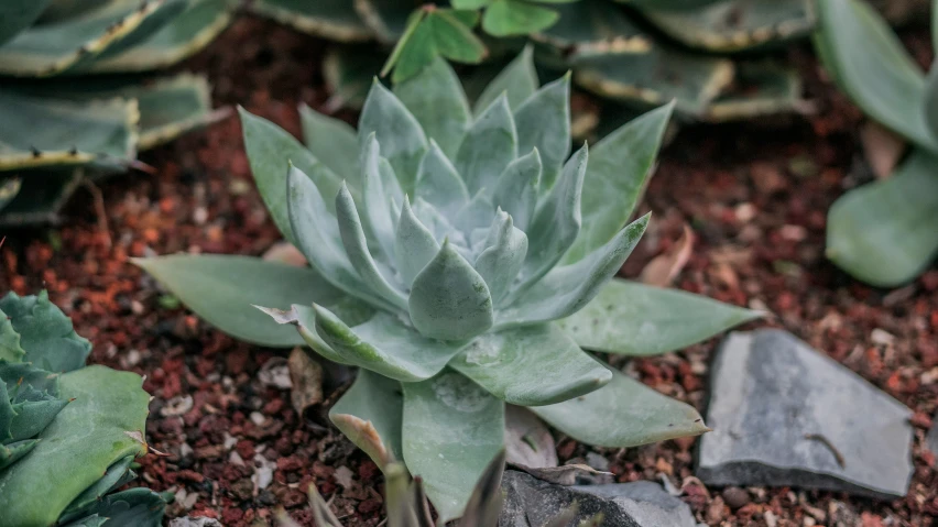 a blue succulent plant sits next to other green plants