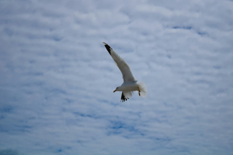 the bird is flying in the clear blue sky