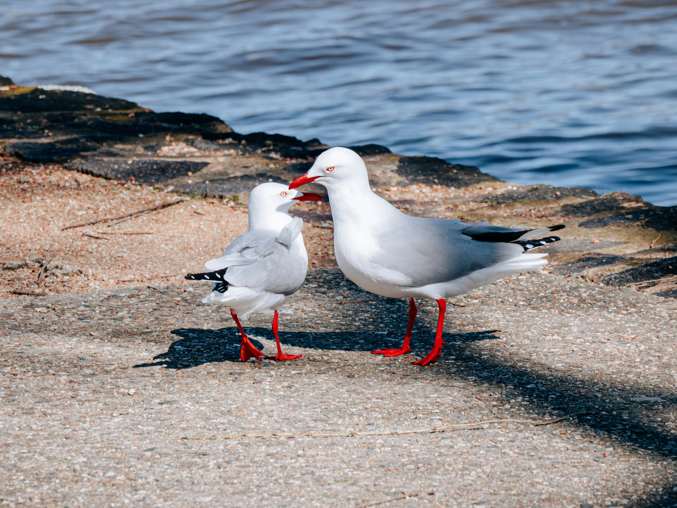 two birds are standing on a stone ledge