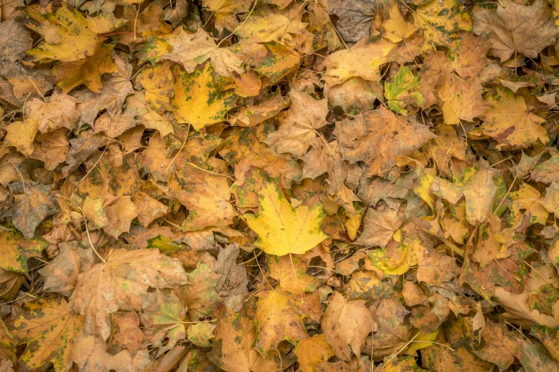 a background image of fall leaves with mossy stems