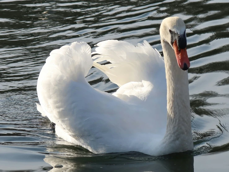 there is a large white bird swimming in the water