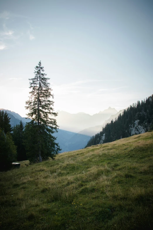 the lone tree is sitting in the middle of a field