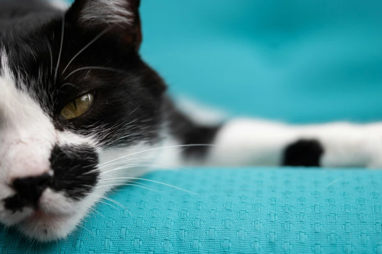 a black and white cat lies down on a blue blanket