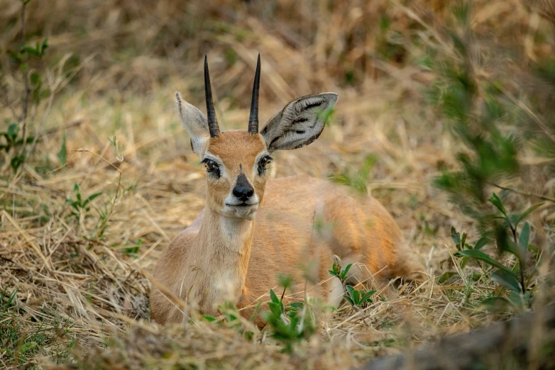 an animal that is sitting in the grass