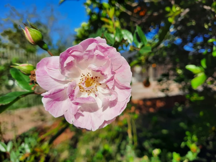 a pink flower that is standing in the dirt