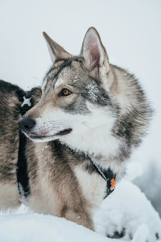 a wolf is standing on a snowy hillside