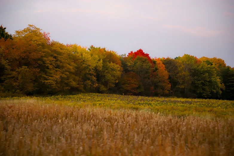 there is a large field full of yellow grass