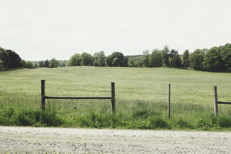 a pasture with grass and trees in the background