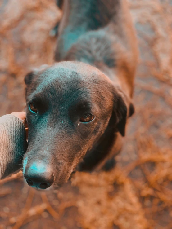 a close up view of a brown dog with blue eyes