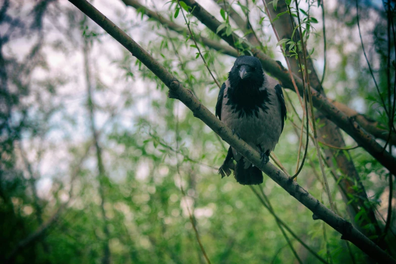 a small bird perched on top of a tree