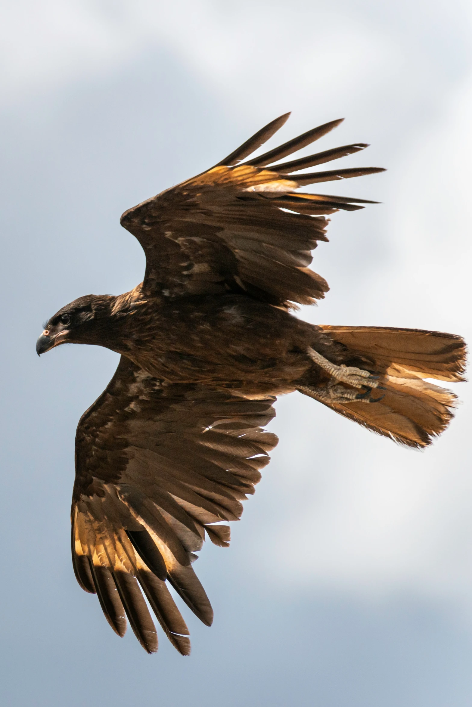 the bird is flying very low above the trees