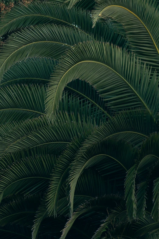 palm fronds from the sky with leaves around them