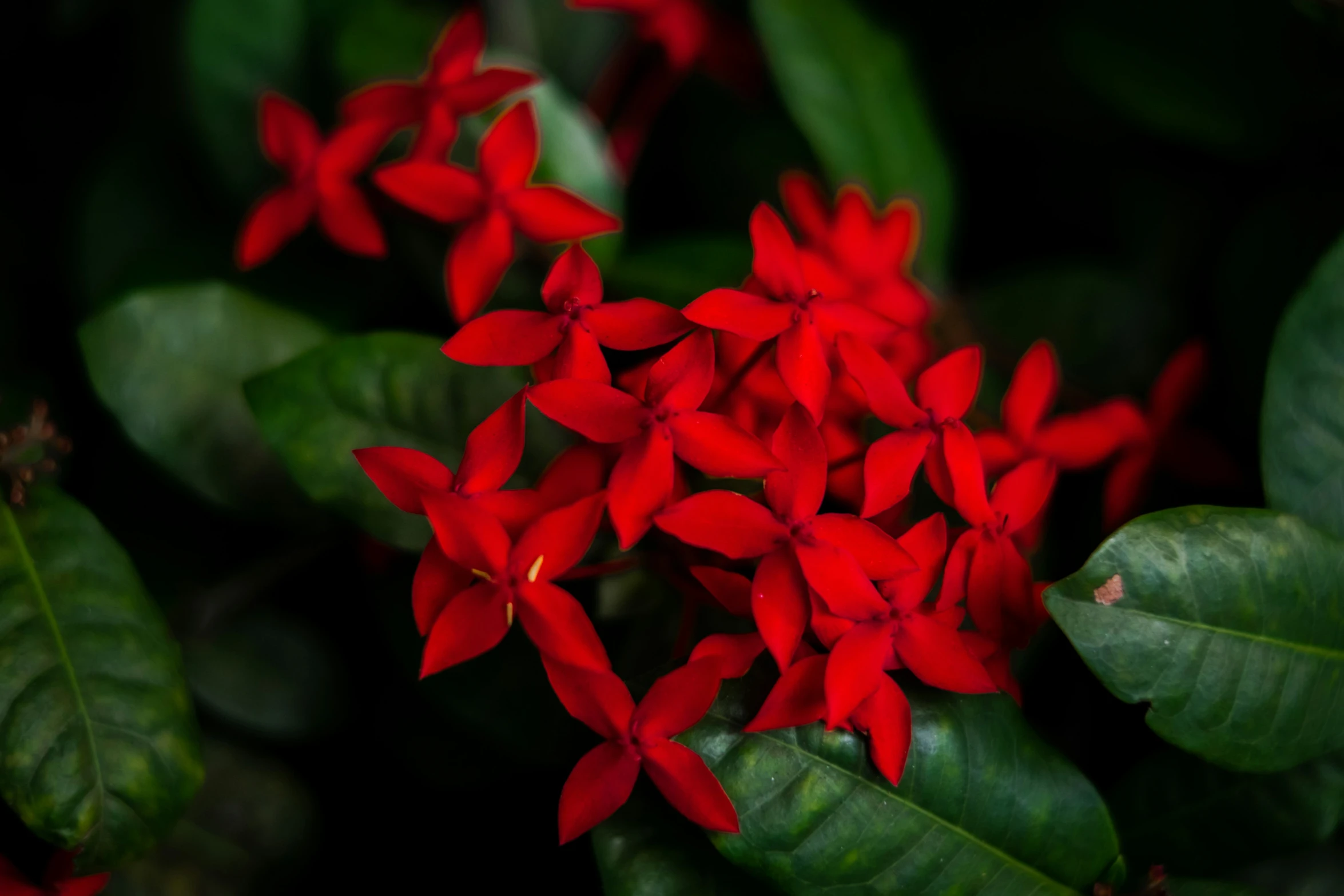 red flowered plants blooming inside a potted plant