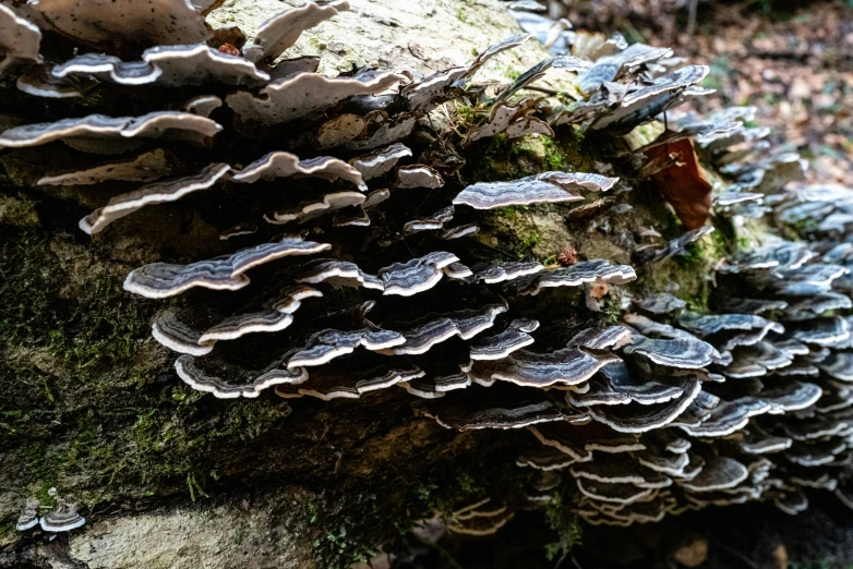 a large group of mushrooms growing on a stump
