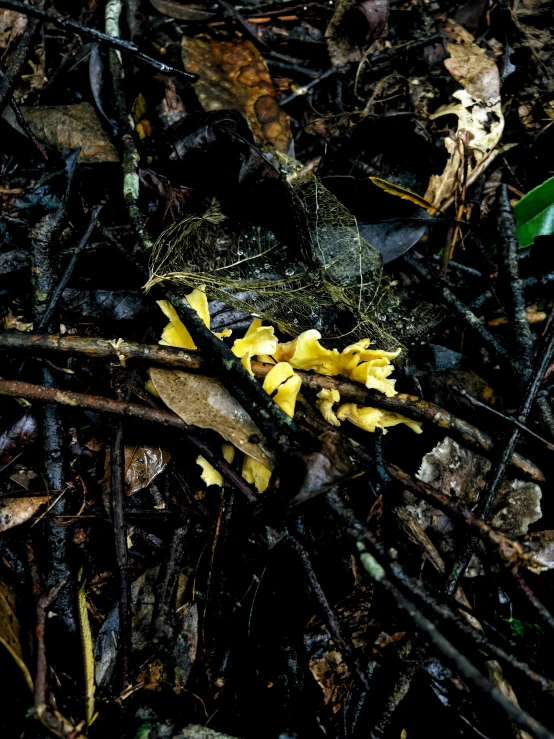 the yellow flower is on the ground covered with nches