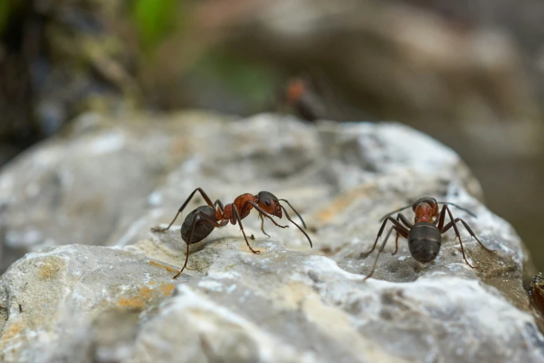 two ants sitting on a rock one is on its side and one is in the background