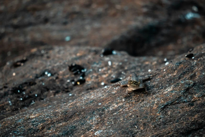 a single bug sitting on the rocks in the sunlight