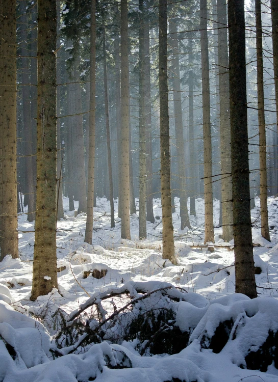 a snowy forest scene with lots of tall pine trees