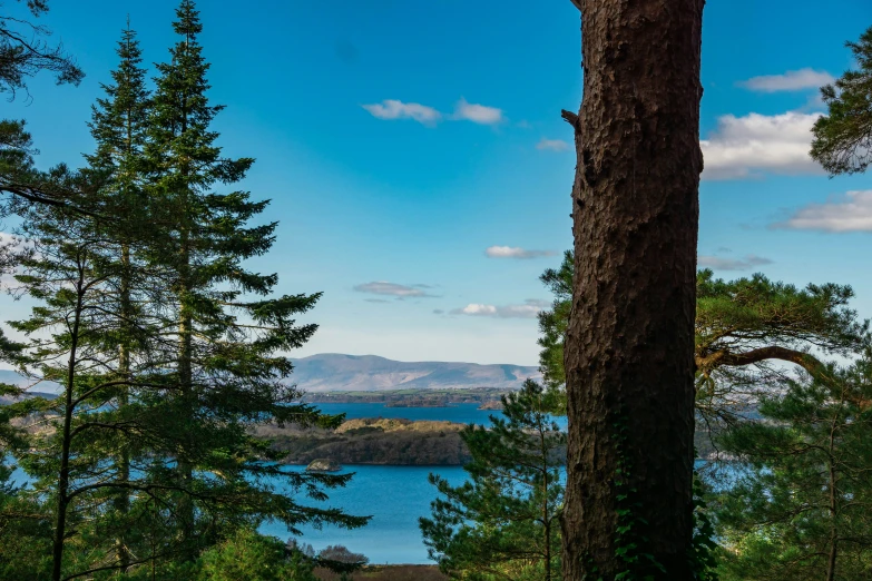 the view from the top of the tree shows some water and trees