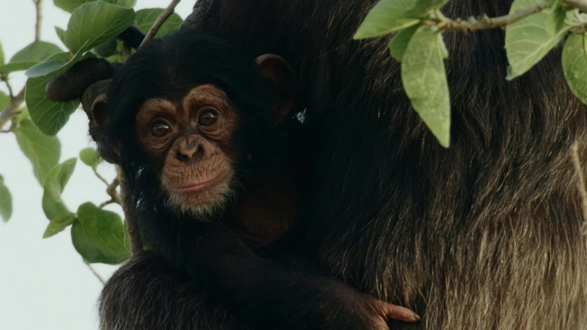 a chimpan monkey standing on top of a tree