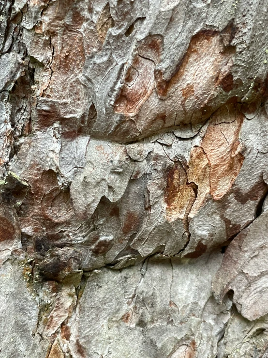 this is a closeup picture of a rock face