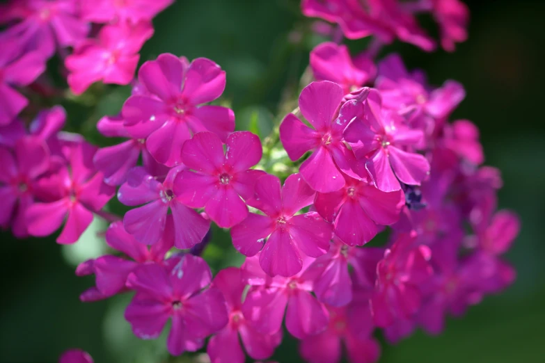 purple flowers with little yellow centers and one yellow insect in a bush