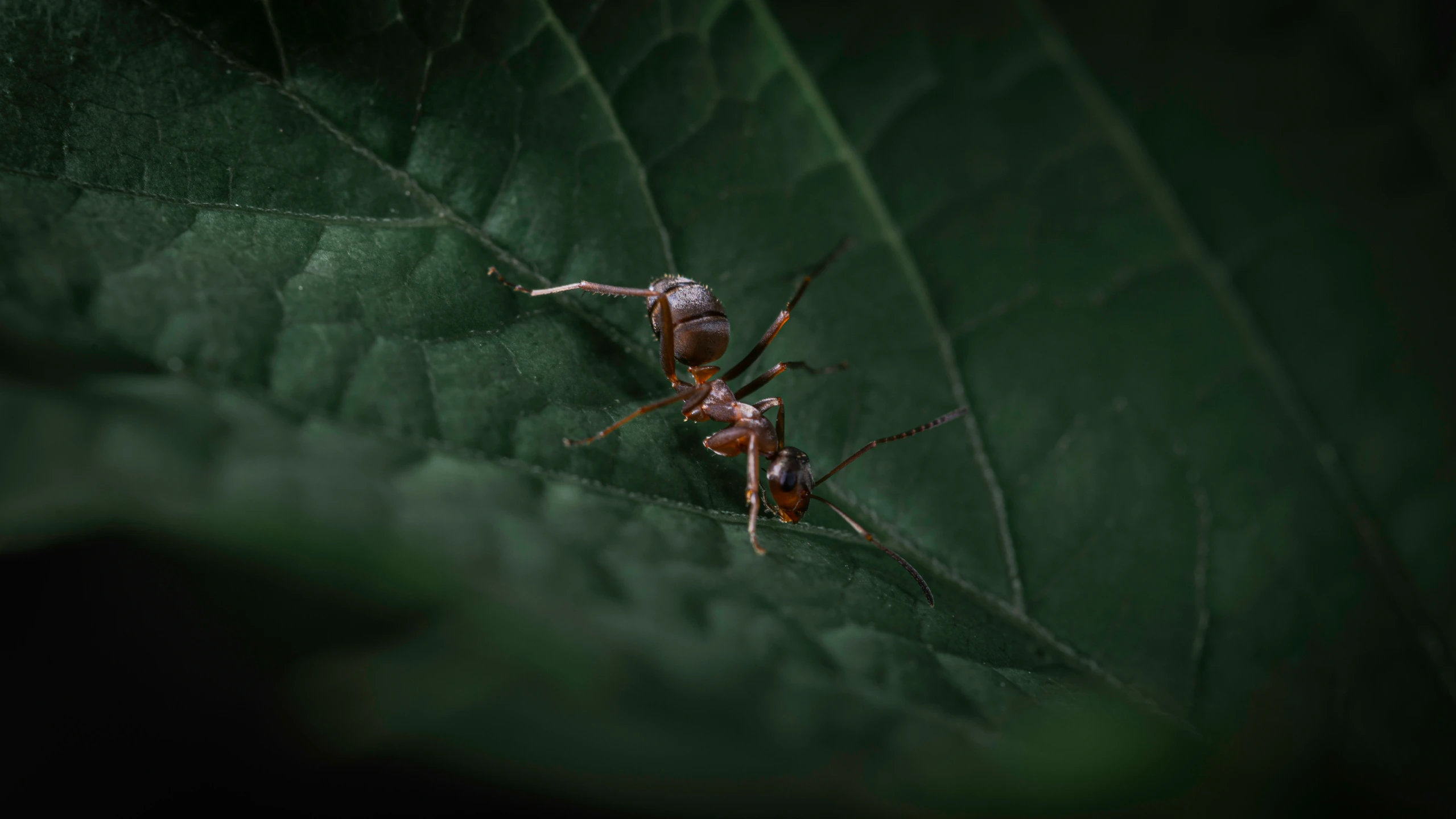 a couple of insects are on a green leaf