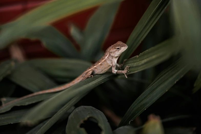 an image of a small lizard sitting on a leaf