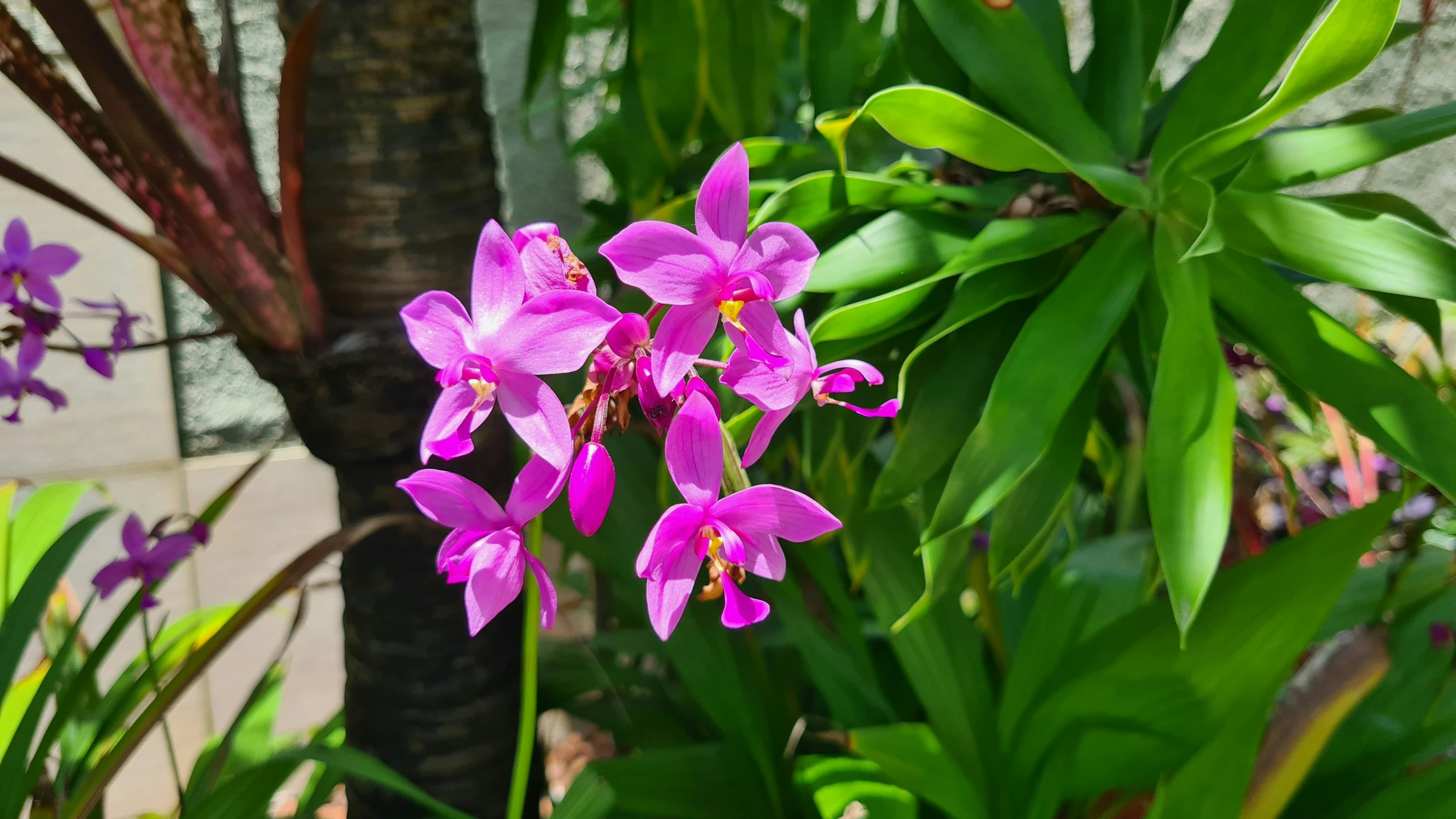 flowers blooming in the garden with tall green plants