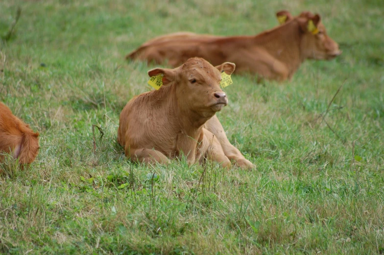 the brown cows are on the green grass