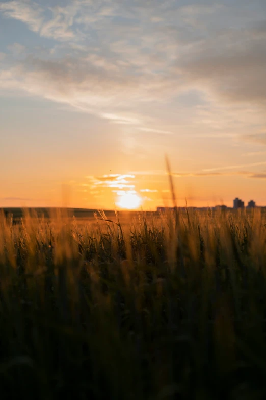 there are many tall grass in the sunset