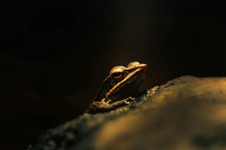 a small brown frog sitting on top of a piece of food