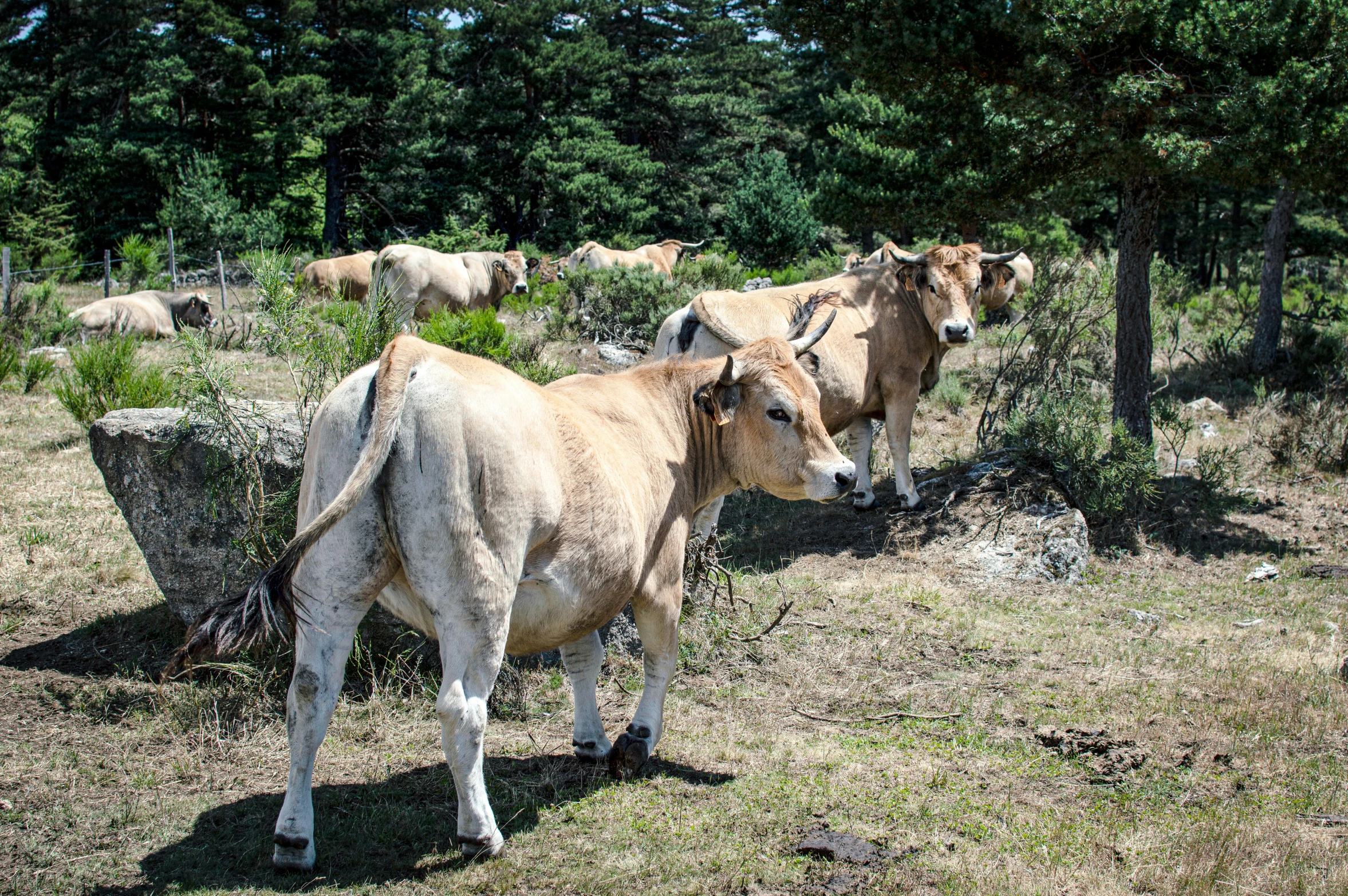 two cows standing next to each other and facing the opposite direction