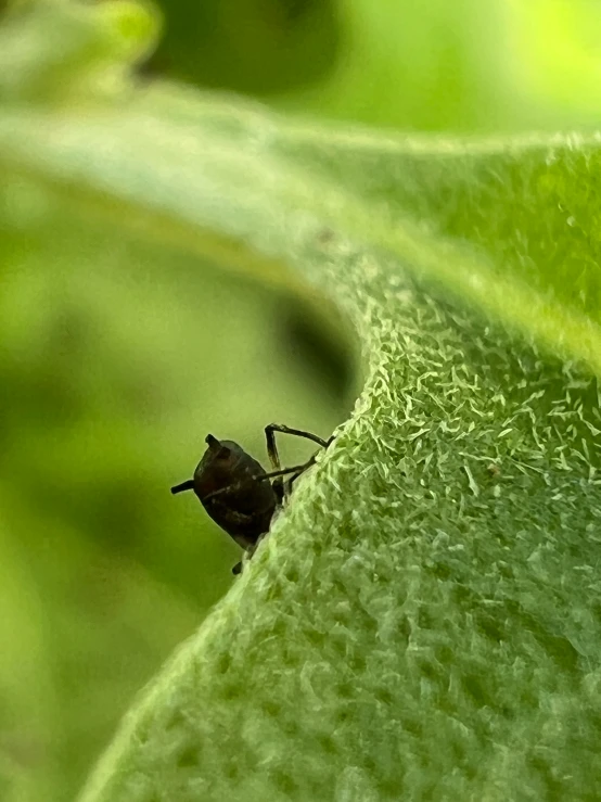 a bug on a leaf in the sunshine