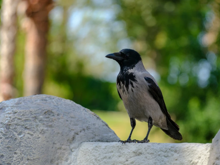 a black and gray bird is standing on a rock