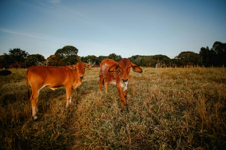 some cattle are standing in the tall grass