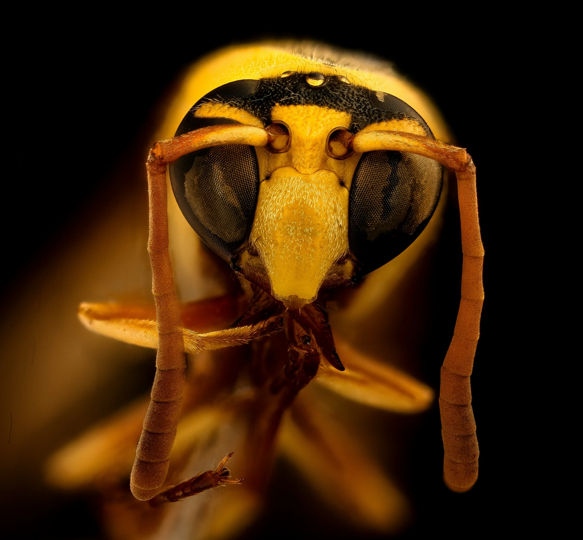 the head and wing of a cicada with long antennae