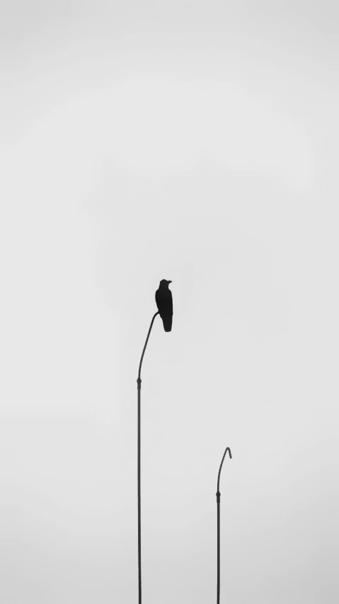 an image of a black bird perched on top of a street light