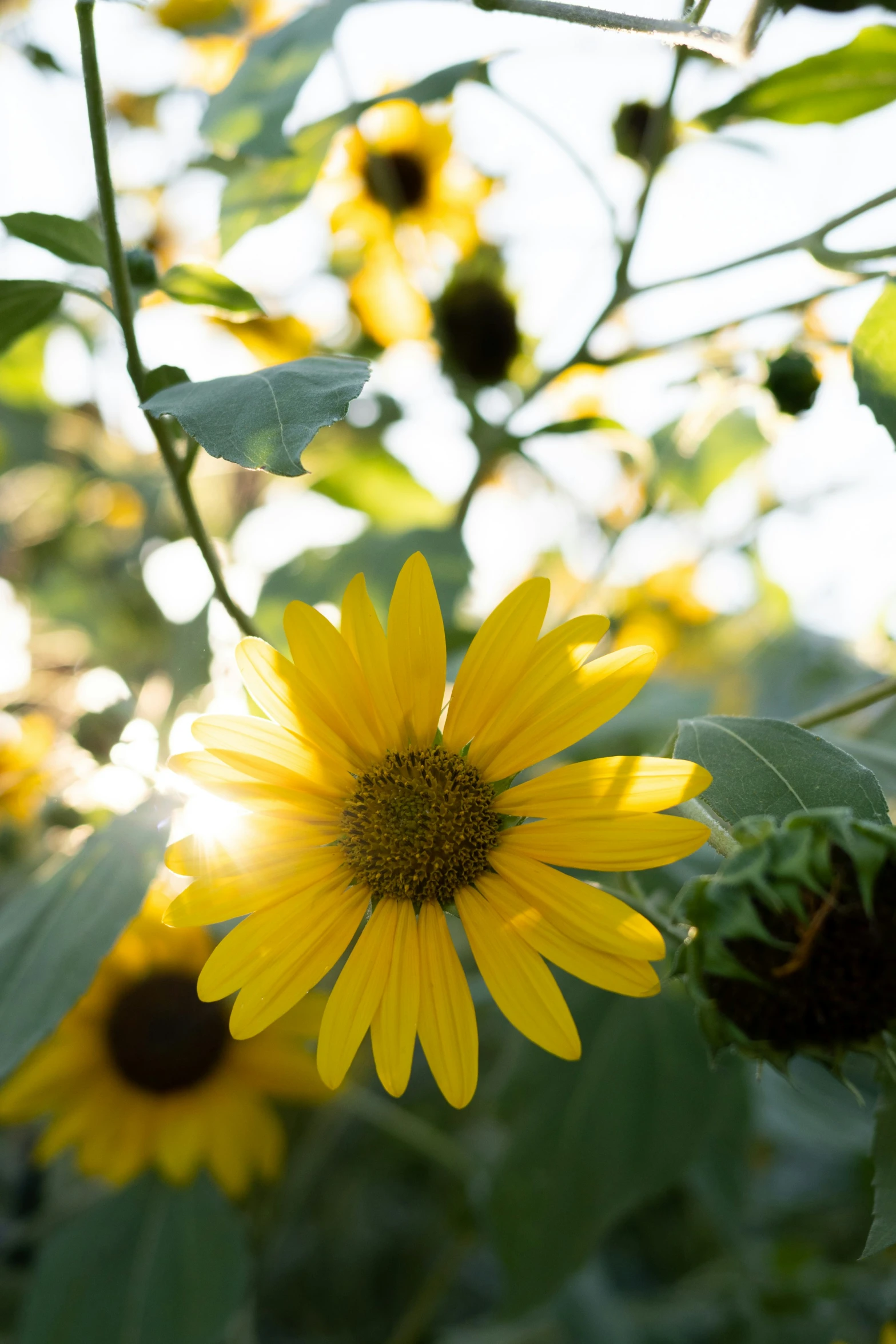 a sunflower in the foreground with several other flowers