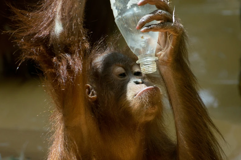 an orangutan takes a sip out of a water bottle