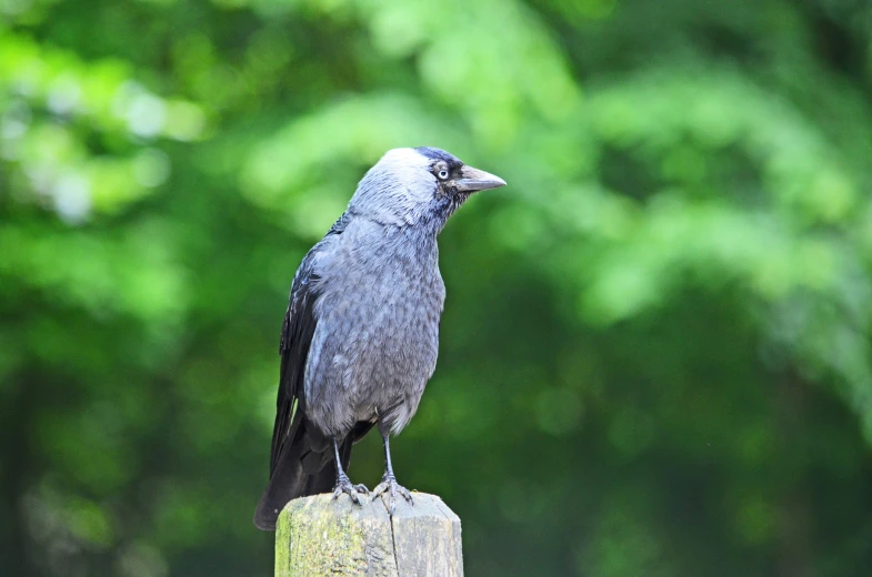 a small bird perched on a post