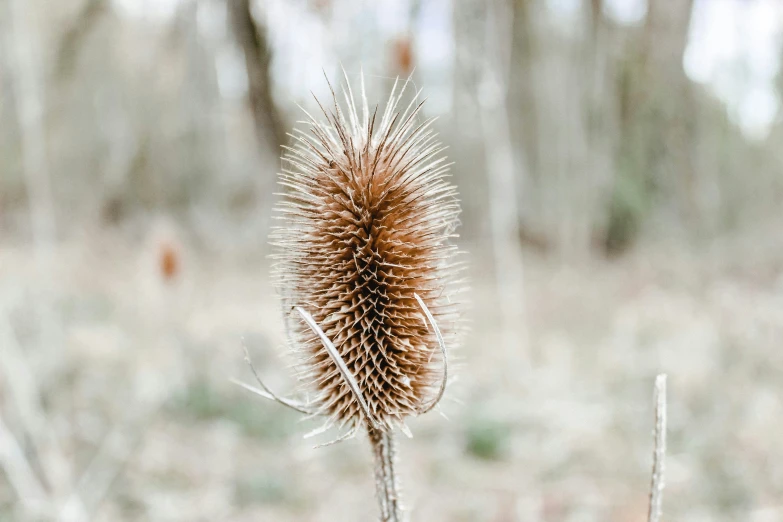 an image of close up of the plant